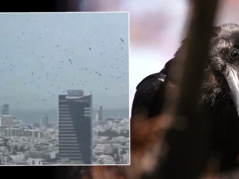 Tel Aviv’de Kargaların Sırrı: Kötü İşaretler mi?